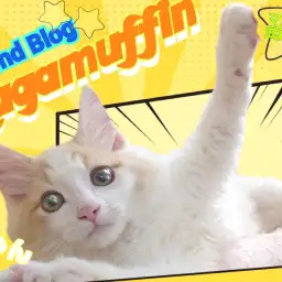 【 ラガマフィン 】抱っこと遊びが大好きなもふもふぬいぐるみにゃんこ