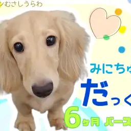 【 ミニチュアダックス 】超のつくフレンドリーなイケメン男子への成長記