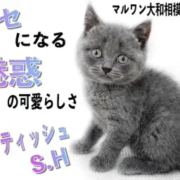 【 ブリティッシュ 】クセになる可愛らしさ!丸い輪郭と名高いカラーリングの持ち主