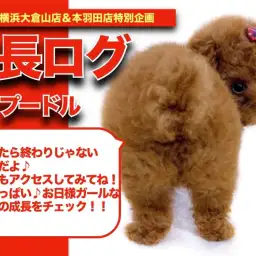 【 トイプーちゃんの成長アルバム 】リアルテディベア?!愛らしさ満点プーちゃんの成長記