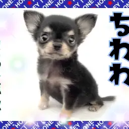 【 チワワ 】顔良し！性格良し！抱っこ心地良し！理想的なチワワがやってきた！