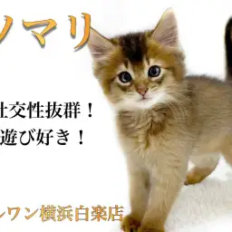 【 ソマリ 】社交性抜群なフレンドリーにゃんこは遊ぶことが大好き！