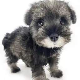 ミニチュア・シュナウザー