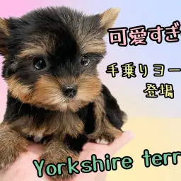 【 ヨークシャーテリア 】ハイクラスなルックス！小さめサイズの手乗りヨーキー