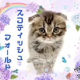 【 スコティッシュフォールド 】羽の様な毛がベイビー感たっぷり!脱力系男子!