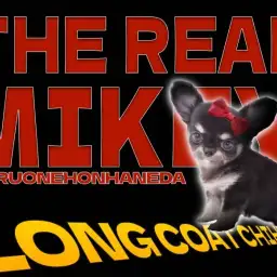 【 チワワ 】小さめボディが愛らしい最高のブラック系チワワ!