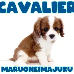 【 キャバリア 】幸せを運ぶ王道ブレンハイムカラーの癒し系男子が聖地に降臨!