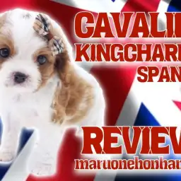 【 キャバリア 】まるで貴公子!おっとり温厚ブレナムスポットにも注目!!