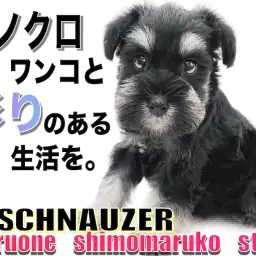 【 ミニチュアシュナウザー 】幼顔の甘えん坊！モノクロわんこと彩りのある生活を！