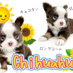 【 ロングコートチワワ 】大人気が止まらない!ちびっ子チョコタンチワワ!