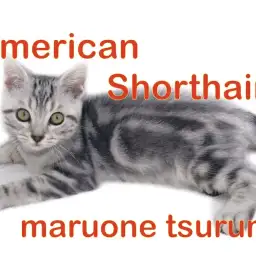 【 アメリカンショートヘアー 】人懐こさ抜群のイケメンボーイ!!