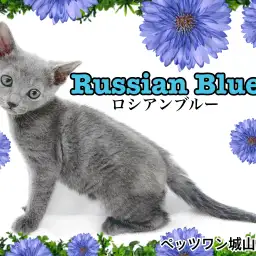 【 ロシアンブルー 】猫界の王子様がやってきた!