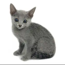 ロシアンブルー