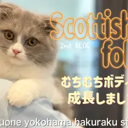 【 スコティッシュフォールド 】甘えん坊スコにゃん!癒され度100%の2nd記事