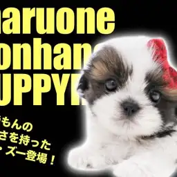 【 シーズー 】これぞ究極の配色美!最高級の被毛を持ったぺちゃプリンス登場!