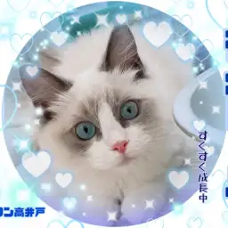 【 ラグドール 】ふわふわの天使猫ちゃん、素敵なお姉さんに成長中!!