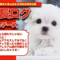 【 マルチーズちゃんの成長アルバム 】プレミアム級の可愛さのマルチーズちゃんの成長記!