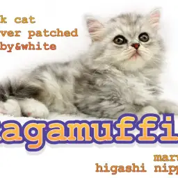 【 ラガマフィン 】輝くシルバータビーちゃんが靴下を履いてやってきた!