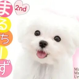 【 マルチーズ 】まっしろ純白の小さな天使ちゃん!お散歩にも初チャレンジ!