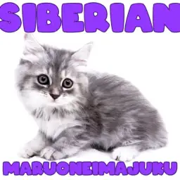 【 サイベリアン 】目ヂカラ最強の超絶甘えん坊なシンボルニャンコが聖地に登場!