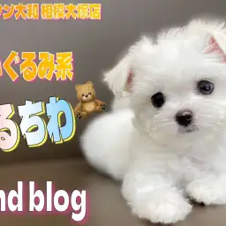 【 MIX 】超小柄ぬいぐるみわんこ!可愛いが止まらない!マルチワの成長記録