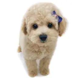 MIX（トイプードル×マルチーズ）