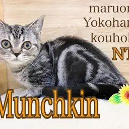 【 マンチカン 】超短足!3ヶ月のおおらか娘