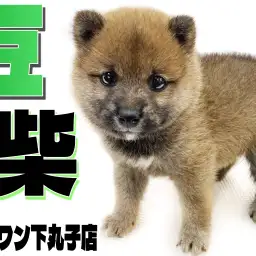 【 豆柴 】ころころフォルムが可愛すぎる!穏やかな性格の豆柴犬が登場!