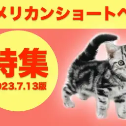 【 アメリカンショートヘア特集 】7/13現在在店中の活発な甘えん坊ニャンコ特集