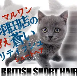 【 ブリティッシュショートヘア 】ぷっくりホッペの甘えん坊ブルーキャット