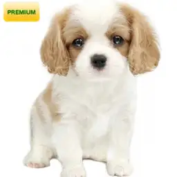 キャバリア・キングチャールズ・スパニエル