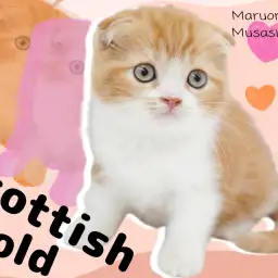 【 スコティッシュフォールド 】アイドルにゃんこの笑顔あふれる癒しをおすそわけ!