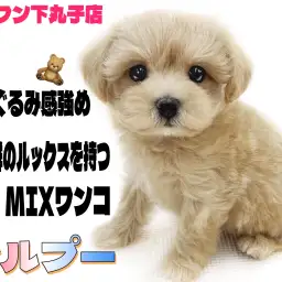 【 MIX 】小さめ両親から生まれたふわふわプリンセス！マルプーの魅力をご紹介！