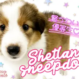 【 シェットランドシープドッグ 】優しい眼差しの賢い可愛い優等生！