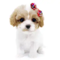 MIX【キャバリア×（マルチーズ×トイプードル）】