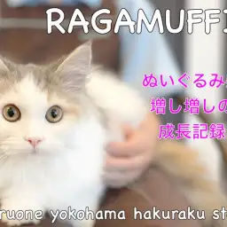 【 ラガマフィン 】天使の羽根を持つ甘えん坊!ぬいぐるみにゃんこの成長記録