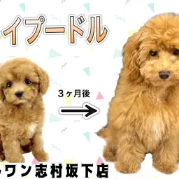 【 トイプードル 】まさに志村坂下店のアイドル!愛嬌たっぷりな女の子に成長中!