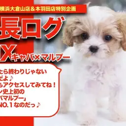 【 キャバマルプーちゃんの成長アルバム 】奇跡のスーパーハイブリッドMIXの成長記！