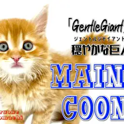 【 メインクーン 】横浜元町に愛嬌抜群の大型猫がやってきた!