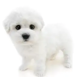 ビションフリーゼ