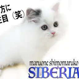 【 サイベリアン 】綺麗で特徴的な毛色がポイント!コミカルな遊び方にも大注目!