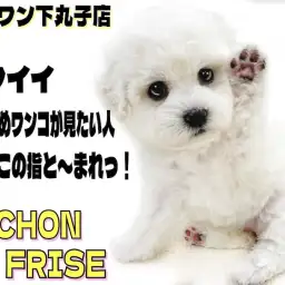 【 ビションフリーゼ 】可愛い仕草でみんなを笑顔にさせる!純白のアフロ犬がキタ!