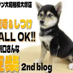 【 豆柴 】歯磨きにしつけもお任せ！優しく従順な性格と小柄さに磨きをかけました！