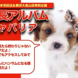 【 キャバリア 】ブレナムスポットに注目!!キャバリアちゃんの成長日記