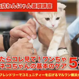 迷ったらコレ見て!ワンちゃん・ネコちゃんの基本のケア5選!