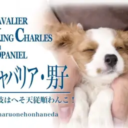 【 キャバリア 子犬 】ブレンハイムの癒し系男子！特技はへそ天従順わんこ！
