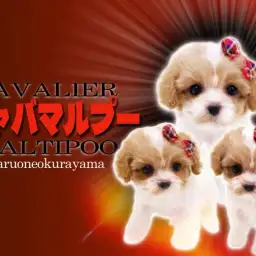 【 キャバマルプー 】大人気犬種キャバリアとマルプーから誕生したMIXわんこ！