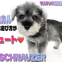 【 ミニチュアシュナウザー 】抜群の賢さと癒し系な性格のギャップ男子現る！