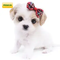 MIX（キャバリアキングチャールズスパニエル×ビションフリーゼ）