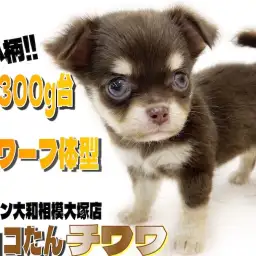 【 チワワ 】生後2ヶ月で体重300g台！手乗りサイズのドワーフ体型が可愛い！